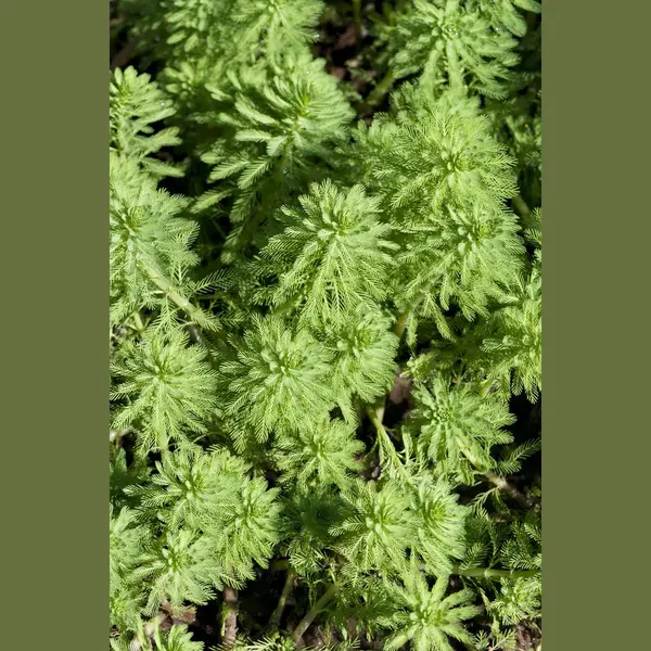 Bloomique - Set Van 2 - Myriophyllum Red Stem - Vederkruid - Vijverplanten - Waterplanten - Winterhard - 10-20 Cm Hoog - Pot 11 Cm thumbnail