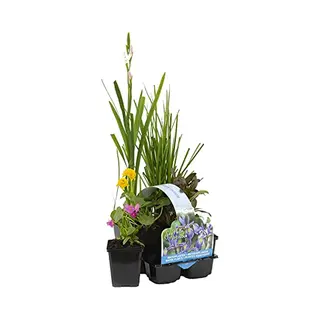 Bloomique - Set Van 6 - Bloeiende Vijverplanten - Achilia - Caltha - Lobelia - Lysimachia - Mazus - Schizostylis - Vijverzone 1-2 - 15-25 Cm Hoog -