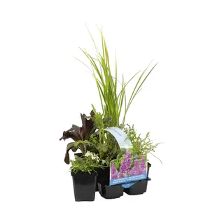 Bloomique - Set Van 6 - Geurende Vijverplanten - Acorus - Geranium - Houttuynia - Mentha - Preslia - Zantedeschia - Vijverzone 1-2 - 15-25 Cm Hoog -