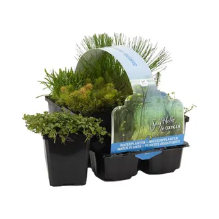 Bloomique - Set Van 6 - Zuurstofrijke Vijverplanten - Hippuris - Hydrocotyle - Lilaeopsis - Myriophyllum - Rotala - Scirpus - Vijverzone 5 - 15-25 Cm