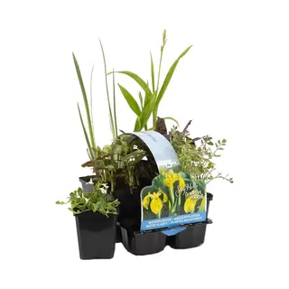 Bloomique - Set Van 6 - Inheemse Vijverplanten - Vijverzone 1-2-3 - Waterplanten - Winterhard - 15-25 Cm Hoog - Pot 9 Cm