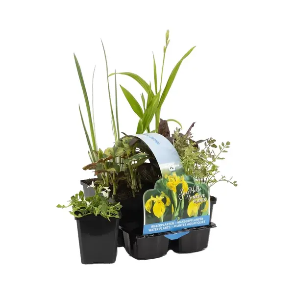 Bloomique - Set Van 6 - Inheemse Vijverplanten - Vijverzone 1-2-3 - Waterplanten - Winterhard - 15-25 Cm Hoog - Pot 9 Cm thumbnail