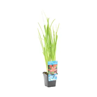 Bloomique - Schizostylis Mrs Hegarty - Roze Kafferlelie - Moerasgladiool - Vijverplanten - Waterplanten - Winterhard - 10-20 Cm Hoog - Pot 9 Cm