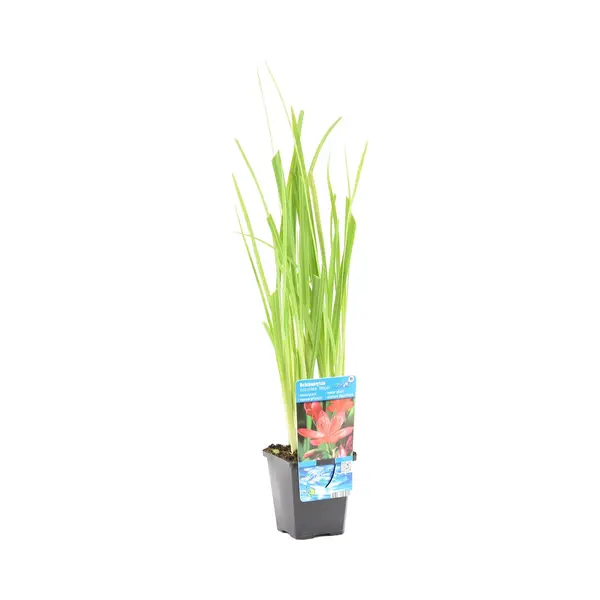 Bloomique - Schizostylis Mrs Hegarty - Roze Kafferlelie - Moerasgladiool - Vijverplanten - Waterplanten - Winterhard - 10-20 Cm Hoog - Pot 9 Cm thumbnail