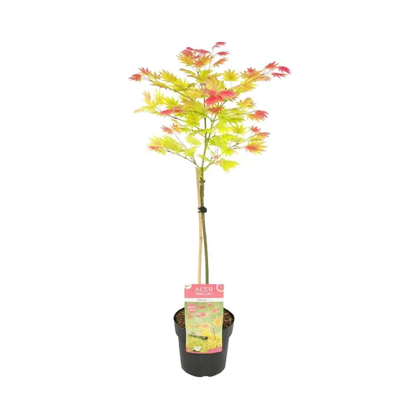 Bloomique - Acer Shirasawanum Moonrise - Japanse Esdoorn Op Stam - Tuinplanten - Boom -Winterhard- 80-100 Cm Hoog - Pot 19 Cm thumbnail