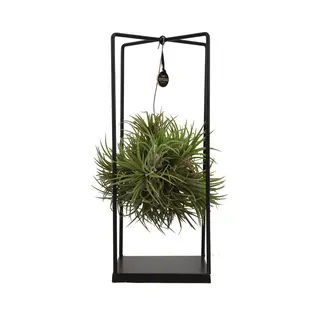 ZynesFlora - Tillandsia Luchtplant Groot - Ø 14 Cm - Hoogte, 37 Cm - Luchtzuiverend - Kamerplant