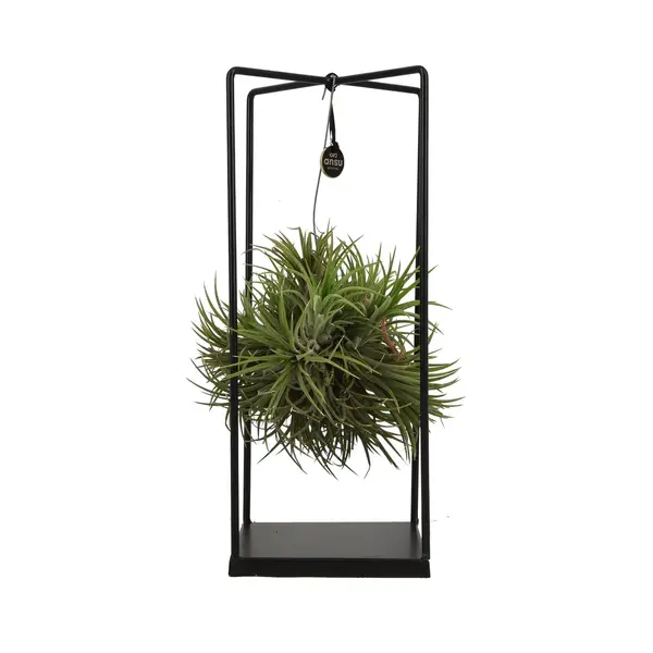 ZynesFlora - Tillandsia Luchtplant Groot - Ø 14 Cm - Hoogte, 37 Cm - Luchtzuiverend - Kamerplant thumbnail