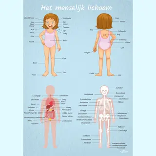 Plakkers Poster Menselijk Lichaam Vrouwelijk 50cm X 70cm - Kinderkamer Accessoires Decoratie - Educatieve Posters Leerzaam