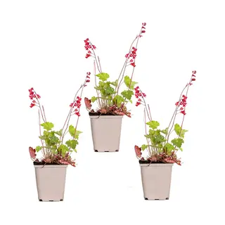Bloomique - Set Van 3 - Heuchera Sanguinea Splendens - Purperklokje - Tuinplanten - Winterhard - Diervriendelijk - Hoogte 10-20 Cm - Pot 9x9 Cm