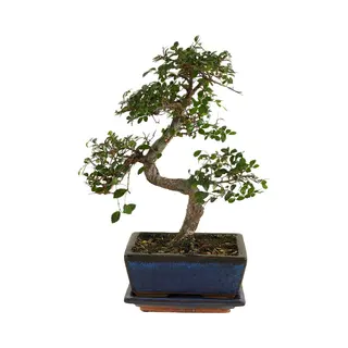 Bloomique - Bonsai Zelkova - S-Vorm - Bonsai Boompje - Kamerplanten - Hoogte 20-30 Cm - 15 Cm Breed - Inclusief Keramieken Pot En Schaal