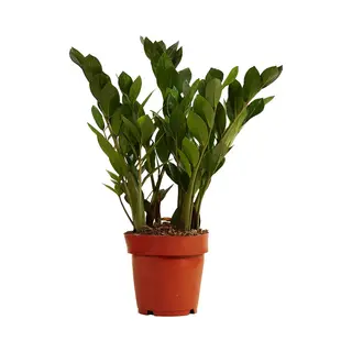 Bloomique - Zamioculcas Zamiifolia - Kamerpalm - Zz Plant - Kamerplanten - Luchtzuiverend - Zeer Gemakkelijk In Onderhoud - 30-40 Cm Hoog - Pot 12 Cm