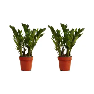 Bloomique - Set Van 2 - Zamioculcas Zamiifolia - Kamerpalm - Zz Plant - Kamerplanten - Luchtzuiverend - Zeer Gemakkelijk In Onderhoud - 30-40cm Hoog -