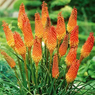 Bloomique - Mix Van 5 - Kniphofia Uvaria Grandiflora - Vuurpijl - Fakkellelie - Knollen - Tuinplanten - Vaste Planten - Winterhard - Meerjarig -