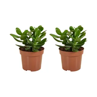 Bloomique - Set Van 2 - Crassula Ovata Magical Tree - Jade Plant - Kamerplanten - Vetplant - Succulent - Zeer Gemakkelijk Te Verzorgen - 15-20 Cm Hoog