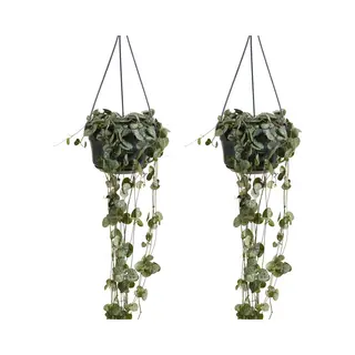 Bloomique - Set Van 2 - Ceropegia Woodii - Chinees Lantaarnplantje - Hangplant - Kamerplanten - Luchtzuiverend - Gemakkelijk In Onderhoud - 15-20 Cm