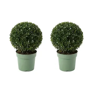 Bloomique - Set Van 2 - Ilex Crenata Jenny - Japanse Hulst - Wintergroen - Winterhard - Balkonplanten - Tuinplanten - 30-40cm Hoog - Pot 17cm