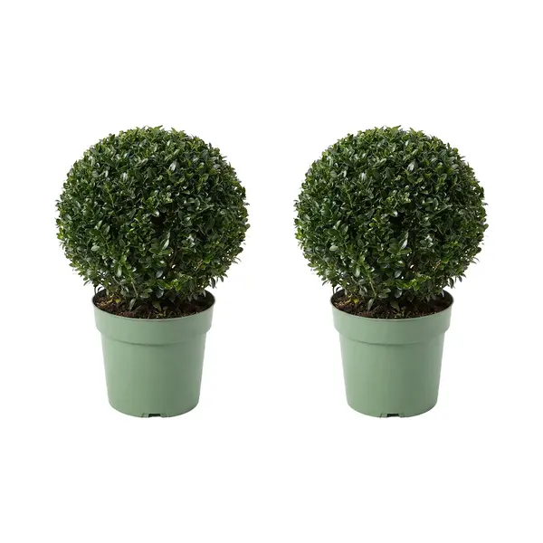 Bloomique - Set Van 2 - Ilex Crenata Jenny - Japanse Hulst - Wintergroen - Winterhard - Balkonplanten - Tuinplanten - 30-40cm Hoog - Pot 17cm thumbnail