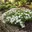 3x Phlox Fabulous White