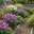 6x Phlox Laura