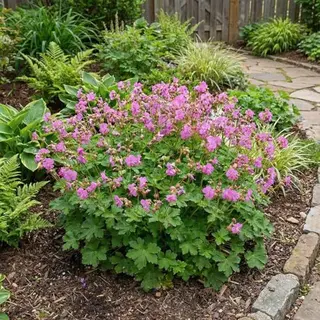 Bloomique - Set Van 6 - Geranium Cantabrigiense ‘Cambridge’ - Ooievaarsbek - Rijkbloeiend - Winterhard - Vaste Plant - Geurend - Bodembedekker -