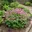 6x Geranium × cantabrigiense