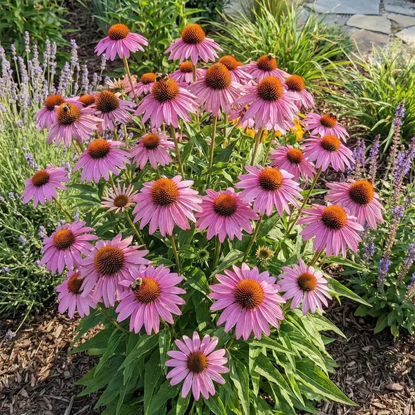 Bloomique - Set Van 3 - Echinacea Purpurea Magnus - Zonnehoed - Rijkbloeiend - Winterhard - Vaste Plant - 10-20 Cm Hoog - Pot 9 Cm thumbnail