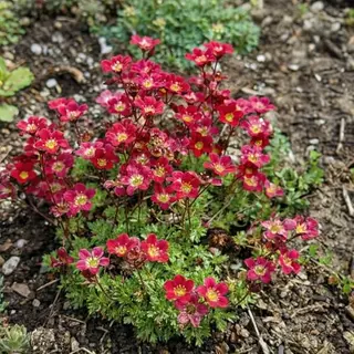 Bloomique - Set Van 6 - Saxifraga Carpet Purple Robe - Steenbreek - Rijkbloeiend - Winterhard - 10-20 Cm Hoog - Pot 9 Cm