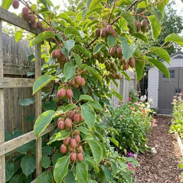 Bloomique - Actinidia Arguta Issai 'Ken's Red' - Rode Kiwibes - Fruitplanten - Tuinplanten - Winterhard - 50-70 Cm Hoog - Pot 15 Cm thumbnail
