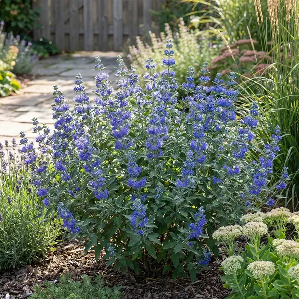 Bloomique - Caryopteris Clandonensis Heavenly Blue - Blauwbaard - Tuinplanten - Winterhard - 30-50 Cm Hoog - Pot 19 Cm thumbnail