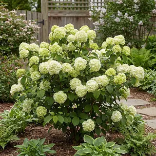 Bloomique - Viburnum Plicatum Opening Day - Japanse Sneeuwbal - Tuinplanten - Winterhard - 60-80 Cm Hoog - Pot 23 Cm