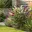 1x Buddleja Tricolor