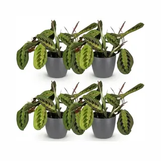 Green BoutiQ - Kamerplant - Maranta Fascinator Tricolour - Gebedsplant - Huisdiervriendelijke Plant - Groen - 4 Planten - Met Potter Grijs - Pot 12cm