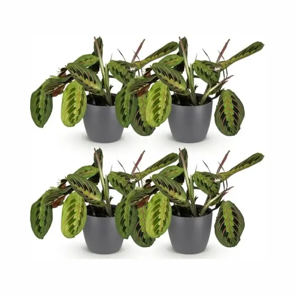 Green BoutiQ - Kamerplant - Maranta Fascinator Tricolour - Gebedsplant - Huisdiervriendelijke Plant - Groen - 4 Planten - Met Potter Grijs - Pot 12cm thumbnail