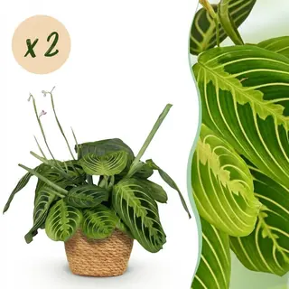 Green BoutiQ - Kamerplant - Maranta Fascinator Lemon Lime - Gebedsplant - Huisdiervriendelijke Plant - Groen - 2 Planten - Met Mand - Pot 12cm -