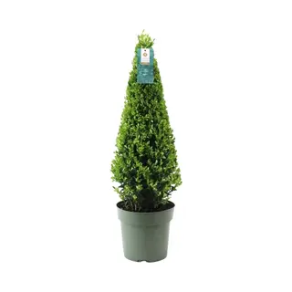 Plants By Frank | Echte Hulstplant Piramide | 1x Ilex Crenata'Jenny'piramide | 1 Stuk | 22 CmØ&55 Cm Hoog | Buxusvervanger | Ilex | Tuinplanten |