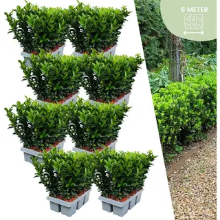 Plants By Frank | 48 Groene Kardinaalsmuts Haagplanten | Euonymus Japonicus'Green Spire'| Buxusvervanger | Winterharde Haagplanten | Groenblijvende