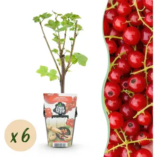 Plantenboetiek.nl | Rode Bes - Ribes Rubrum Jonkheer Van Tets - Winterhard - 6 Planten - Ø9cm - 15-25cm Hoog - Tuinplant