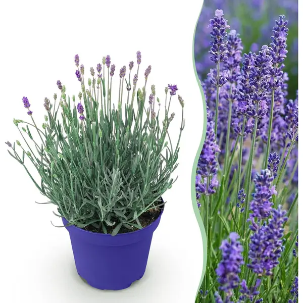 Plantenboetiek.nl | Lavandula Angustifolia Hidcote - Lavendel - Winterhard - Paars - Ø12cm - 20-25cm Hoog - Tuinplant thumbnail