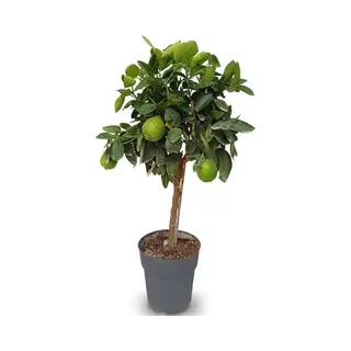 Sunny Tree - Limoenboom - Citrus Latifolia - Citrusplant - Fruitboom - 90 Centimeter - 3 Jaar Oude Boom