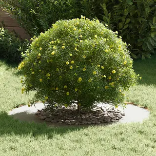 VidaXL Geeignet Für Flache Baumringe 5 Pcs Weiß Ø50 / 80 Cm Stahl