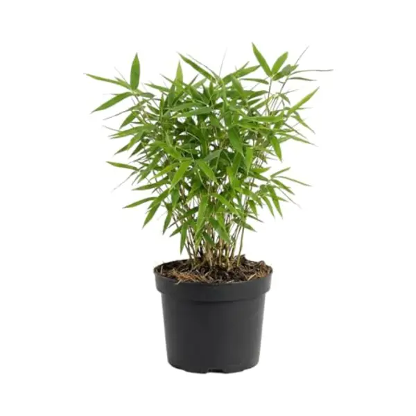 Bloomique - Fargesia Rufa - Bamboe Plant - Niet Woekerend - Winterhard - Groenblijvend - Tuinplanten - 20-40 Cm Hoog - Pot 14 Cm thumbnail