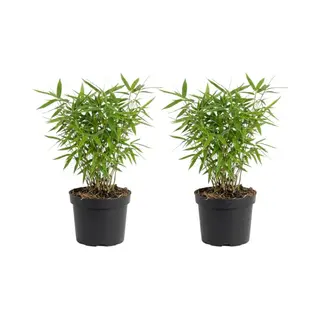 Bloomique - Set Van 2 - Fargesia Rufa - Bamboe Plant - Niet Woekerend - Winterhard - Groenblijvend - Tuinplanten - 20-40 Cm Hoog - Pot 14 Cm