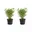 2x Rufa
