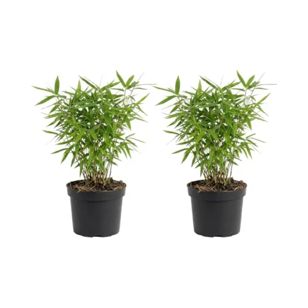 Bloomique - Set Van 2 - Fargesia Rufa - Bamboe Plant - Niet Woekerend - Winterhard - Groenblijvend - Tuinplanten - 20-40 Cm Hoog - Pot 14 Cm thumbnail