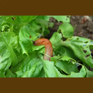 Ferrarium Slakkenkorrels 250 Gram Ecologisch - Professionele Anti Slakken Korrels - Ecologische Anti Slakkenkorrels - Slak Weg - Slakken Bestrijden -