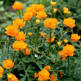 Megatuinshop.nl 6x Kogelbloem (Trollius Chinensis 'Golden Queen') - P9 Pot (9x9)