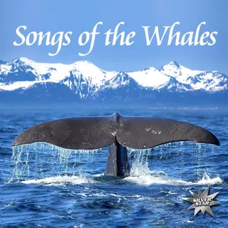 Bertus Distributie Songs Of The Whales