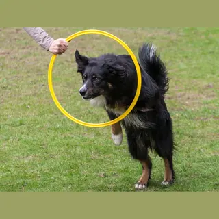 De-Tail Agility Ring Geel 50 Cm