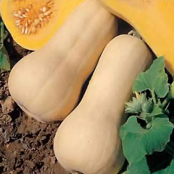 123zaden Pompoen Zaden - Waltham Butternut thumbnail