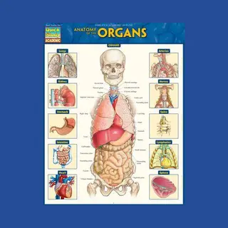 Anatomy Of The Organs